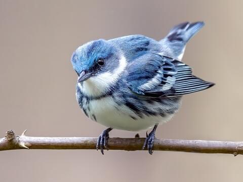 Cerulean Warbler Identification, All About Birds, Cornell Lab of Ornithology