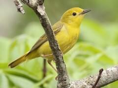 Northern Yellow Warbler Overview, All About Birds, Cornell Lab of