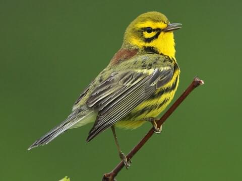 Prairie Warbler Identification, All About Birds, Cornell Lab of Ornithology