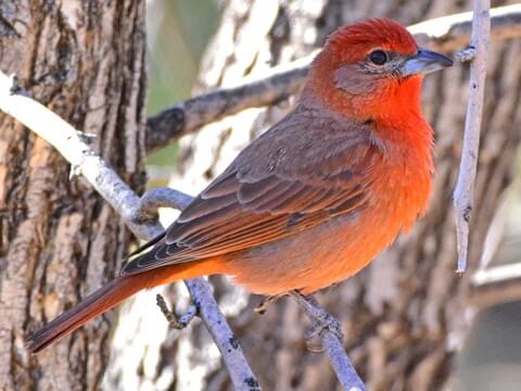 Hepatic Tanager Adult male (Northern)