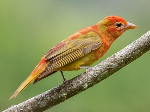 Photos and Videos for Summer Tanager, All About Birds, Cornell Lab of Ornithology