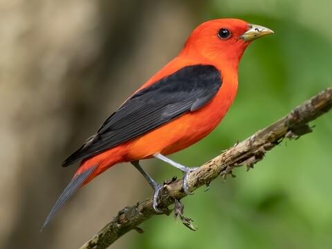 Scarlet Tanager Identification, All About Birds, Cornell Lab of