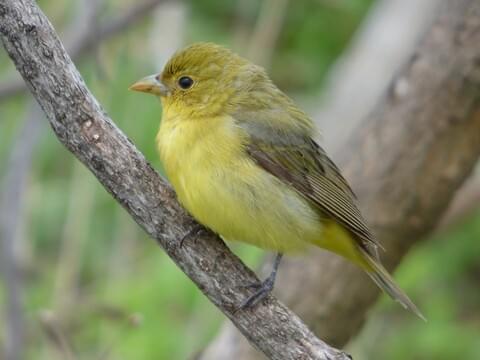 Scarlet Tanager Identification, All About Birds, Cornell Lab of Ornithology