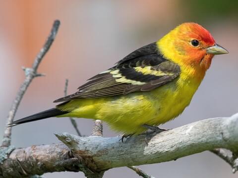 Western Tanager Breeding male
