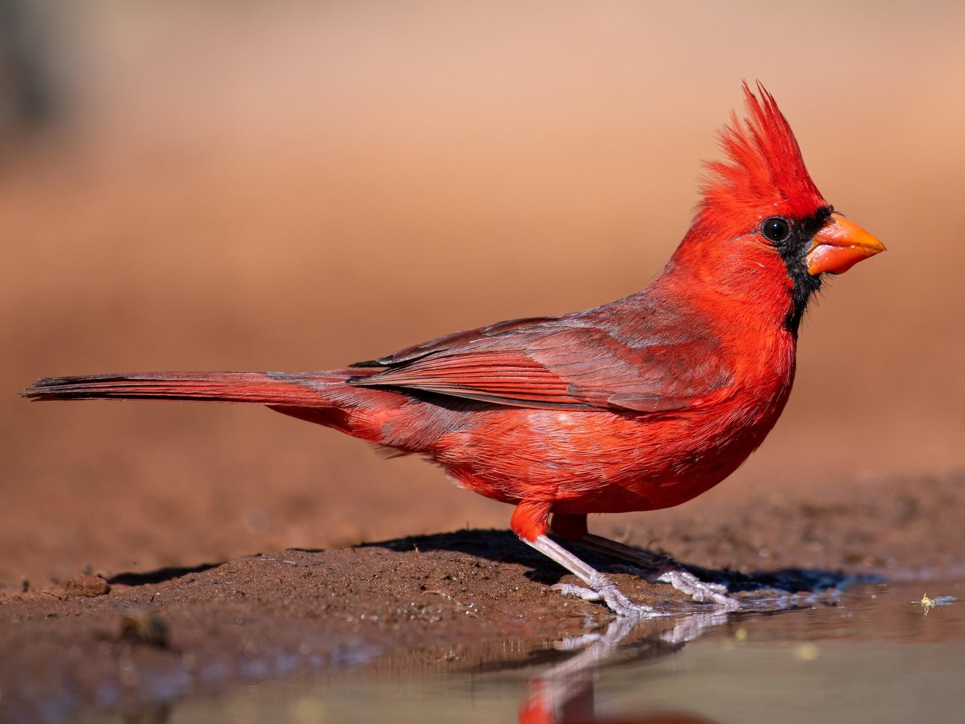 birds similar to cardinals