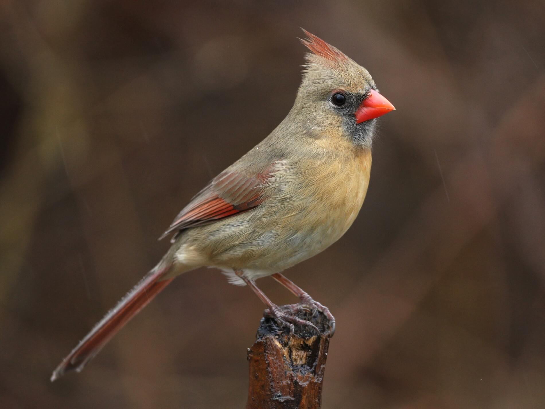 birds similar to cardinals