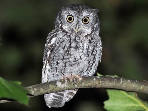 Eastern Screech-Owl Adult gray morph (McCall's)