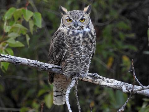 Great Horned Owl Overview, All About Birds, Cornell Lab of Ornithology