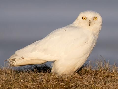 Snowy Owl Overview, All About Birds, Cornell Lab of Ornithology
