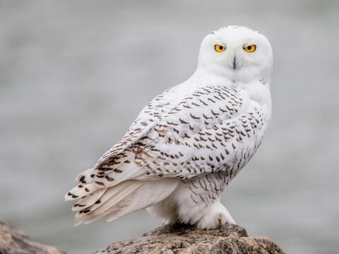 Flying Snowy Owl owls snow birds shoreline winged animals nature wildlife