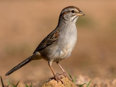 Rufous-winged Sparrow Adult