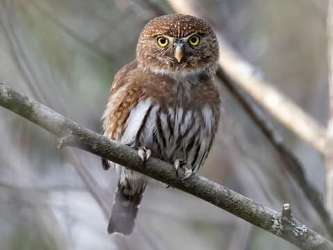 Northern Pygmy-Owl 