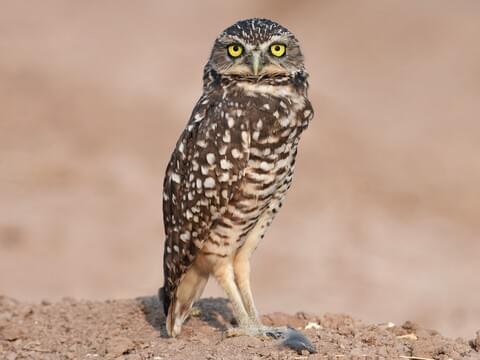 Burrowing Owl Overview, All About Birds, Cornell Lab of Ornithology