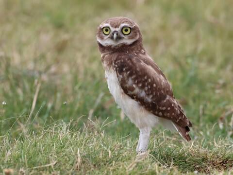 Burrowing Owl Identification, All About Birds, Cornell Lab of Ornithology