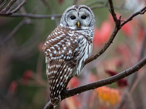 Barred Owl Identification, All About Birds, Cornell Lab of Ornithology