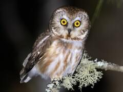 Northern Saw-whet Owl Overview, All About Birds, Cornell Lab of