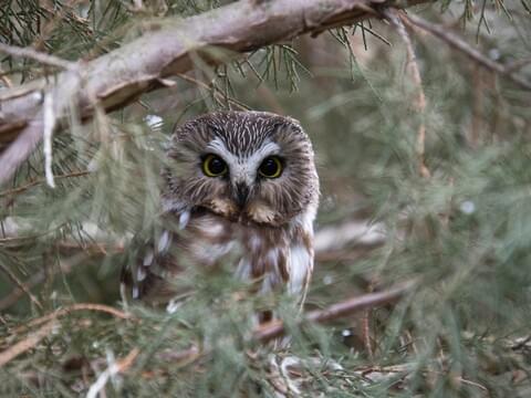 Northern Saw-whet Owl Identification, All About Birds, Cornell Lab