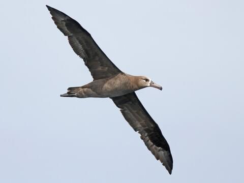 Black-footed Albatross Adult