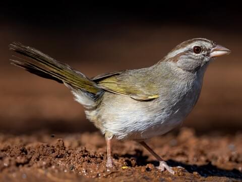 Olive Sparrow Adult (Olive)