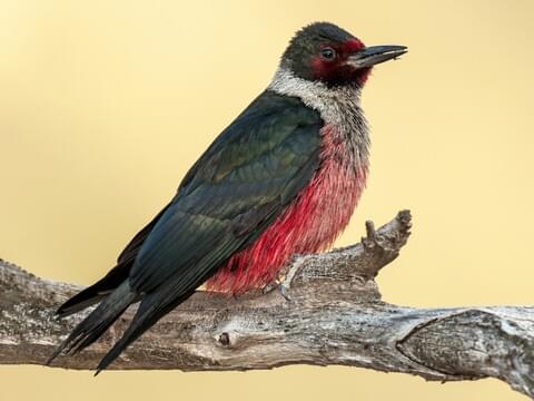 Lewis's Woodpecker Adult
