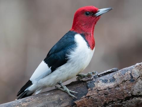 North American Birds With Red Heads 