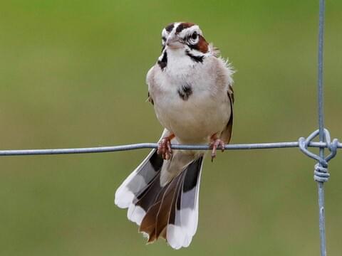 Lark Sparrow Adult