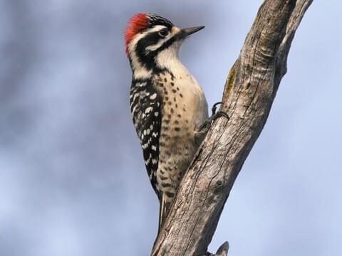 Nuttall's Woodpecker