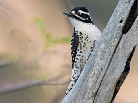 Nuttall S Woodpecker Identification All About Birds Cornell Lab Of Ornithology