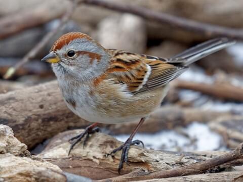 American Tree Sparrow Identification, All About Birds, Cornell Lab of Ornithology