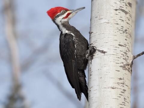 all about birds pileated woodpecker