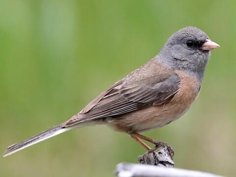 Small Sparrows: Dark-eyed Juncos in North America