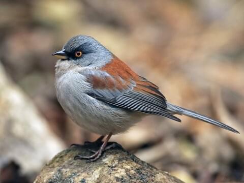 Yellow-eyed Junco Identification, All About Birds, Cornell Lab of