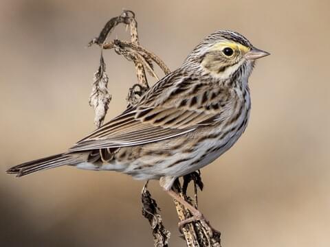 Savannah Sparrow Identification, All About Birds, Cornell Lab of Ornithology