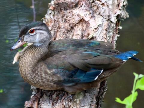 Wood Duck » Holden Forests & Gardens