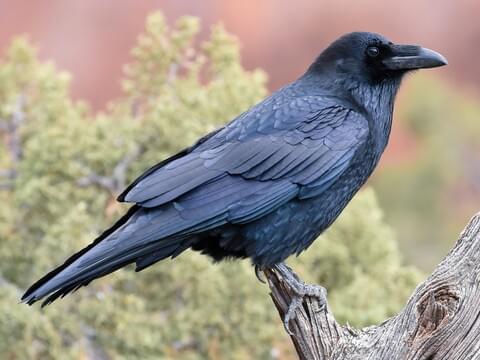 Common Raven Identification, All About Birds, Cornell Lab of Ornithology