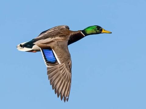 all about mallard ducks