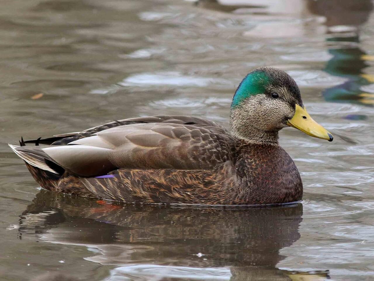 Pato de Collar