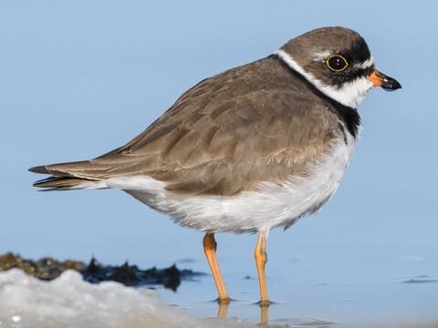 Semipalmated Plover Breeding adult