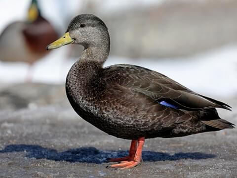 American Black Duck Identification, All About Birds, Cornell Lab