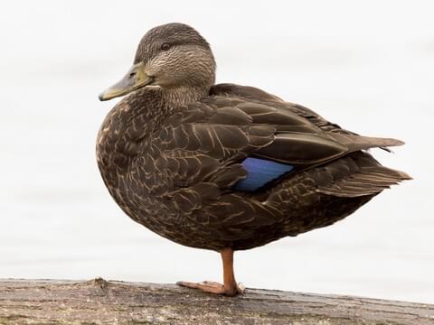 American Black Duck Identification All About Birds Cornell Lab Of Ornithology