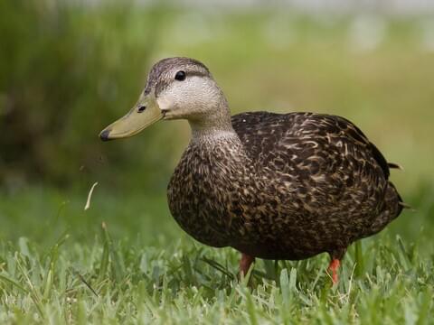 Mottled Duck Identification, All About Birds, Cornell Lab of Ornithology