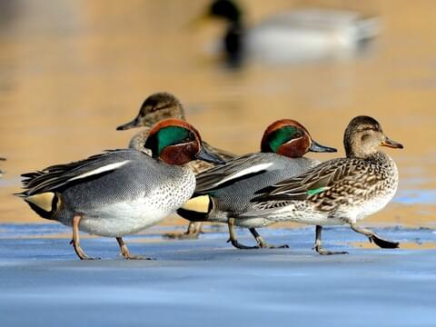 Blue/Green-Winged Teal Call 