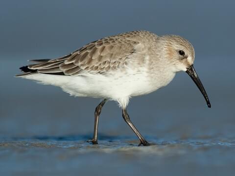 Dunlin Overview, All About Birds, Cornell Lab of Ornithology