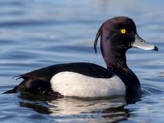 Ducks Browse by Shape, All About Birds, Cornell Lab of Ornithology