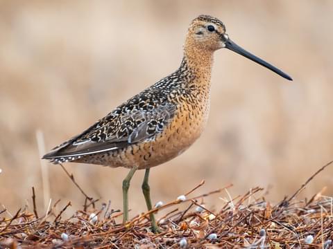 Long-billed Dowitcher Breeding adult