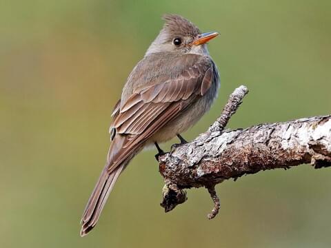 Greater Pewee 