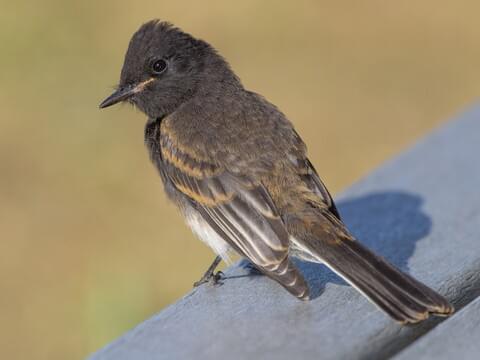 Black Phoebe Identification, All About Birds, Cornell Lab of