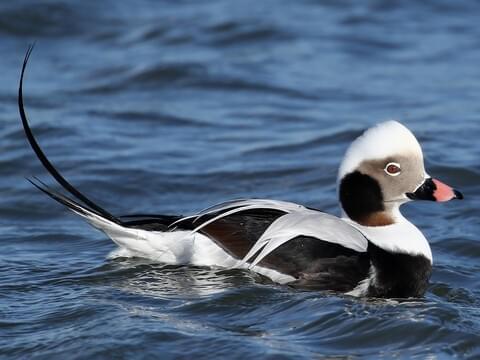 Long-tailed Duck