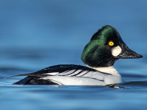 Common Goldeneye Identification, All About Birds, Cornell Lab of Ornithology