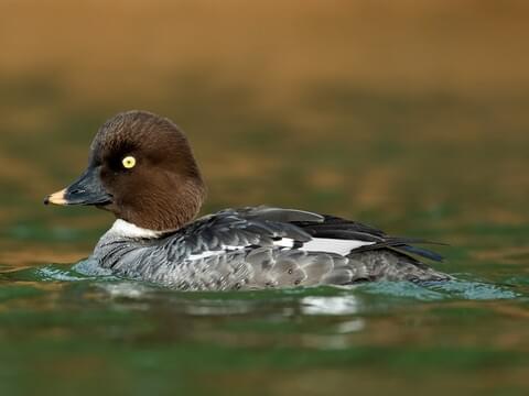 Common Goldeneye — Eastside Audubon Society